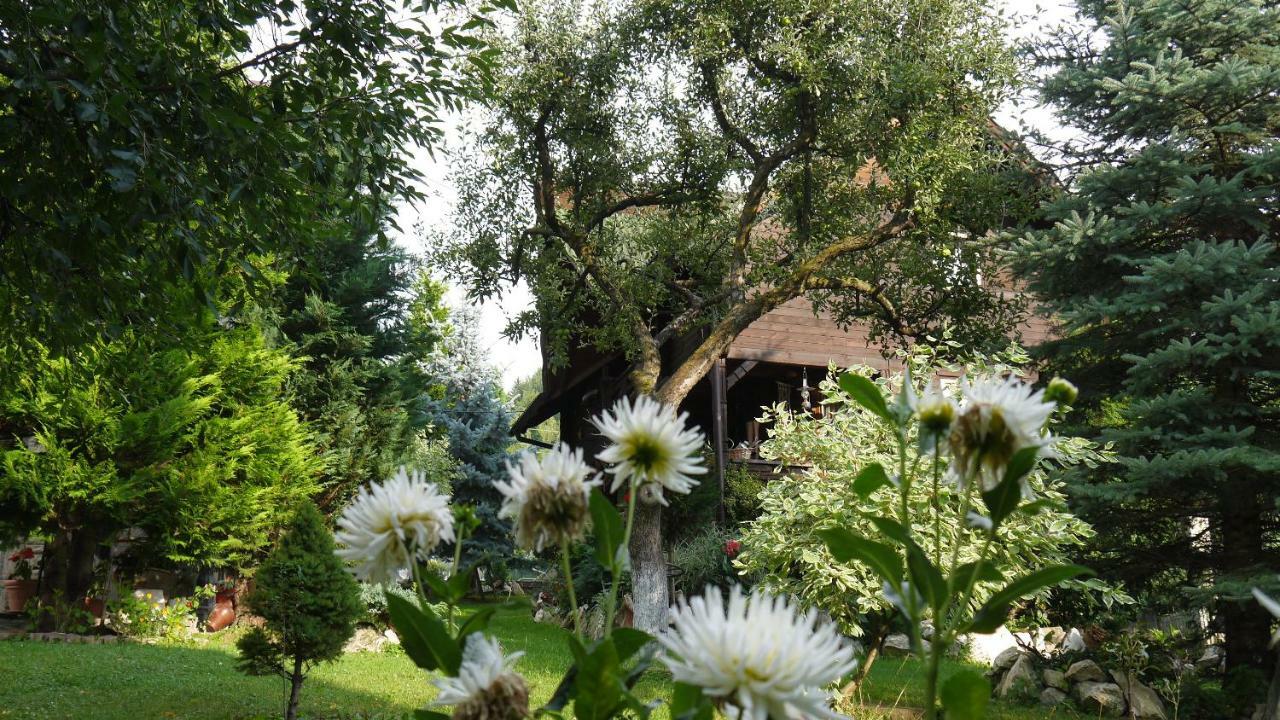 Cabana Rustic Borşa 外观 照片